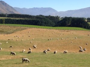 ニュージーランドの滞在先農家の羊