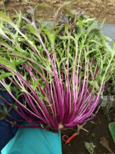 茎が紫色の水菜”紅法師”