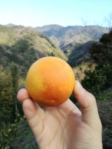 無農薬ブラッドオレンジ