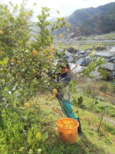 レモンの収穫＠ 福岡自然農園