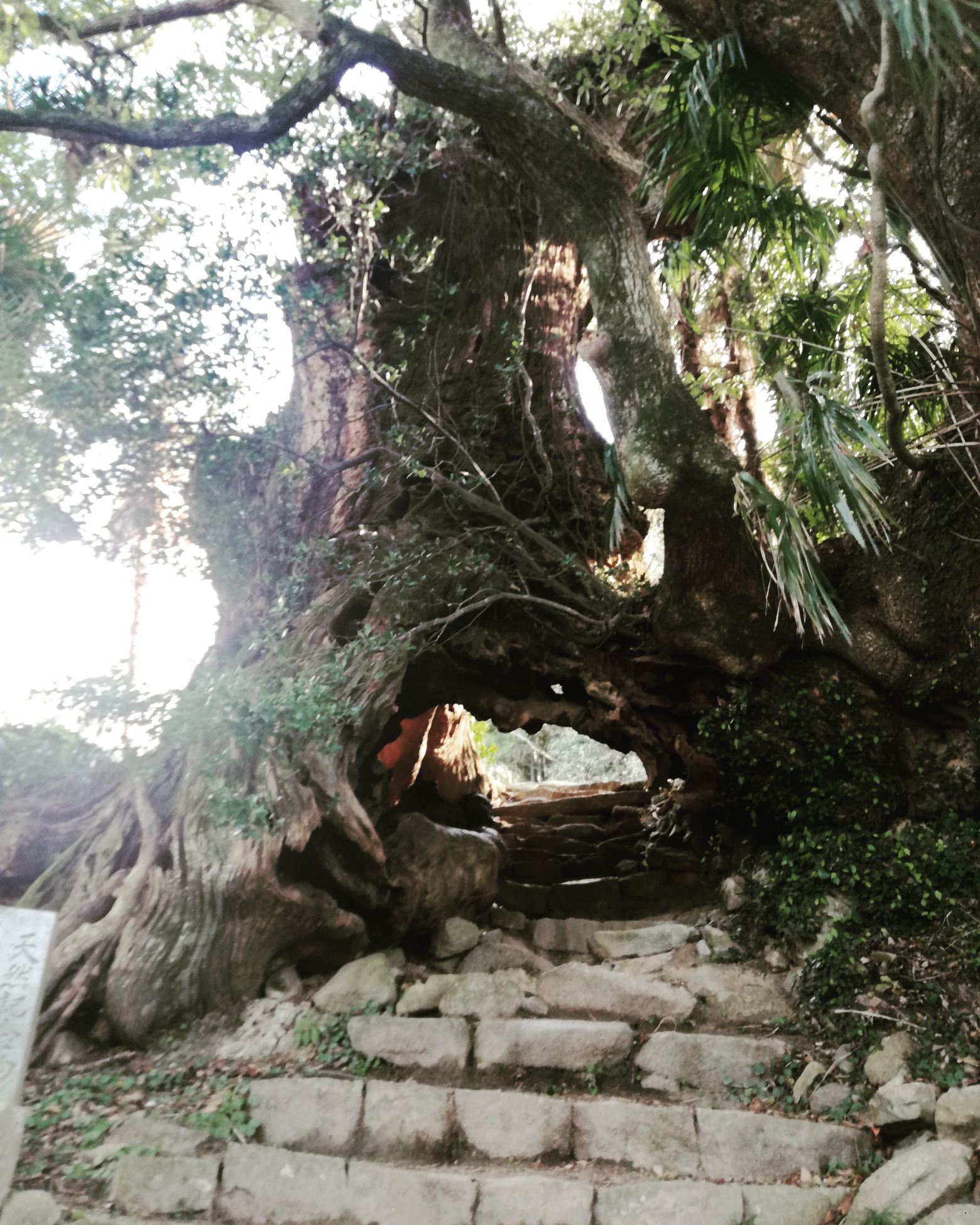 樹齢3000年の生樹の御門