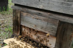 養蜂