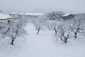 小川町の雪
