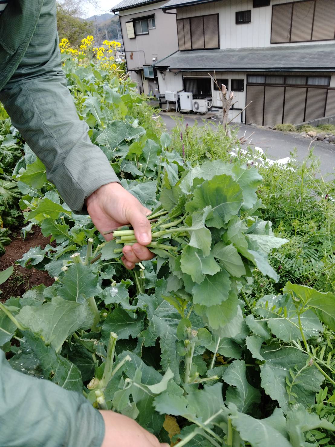 のらぼう菜