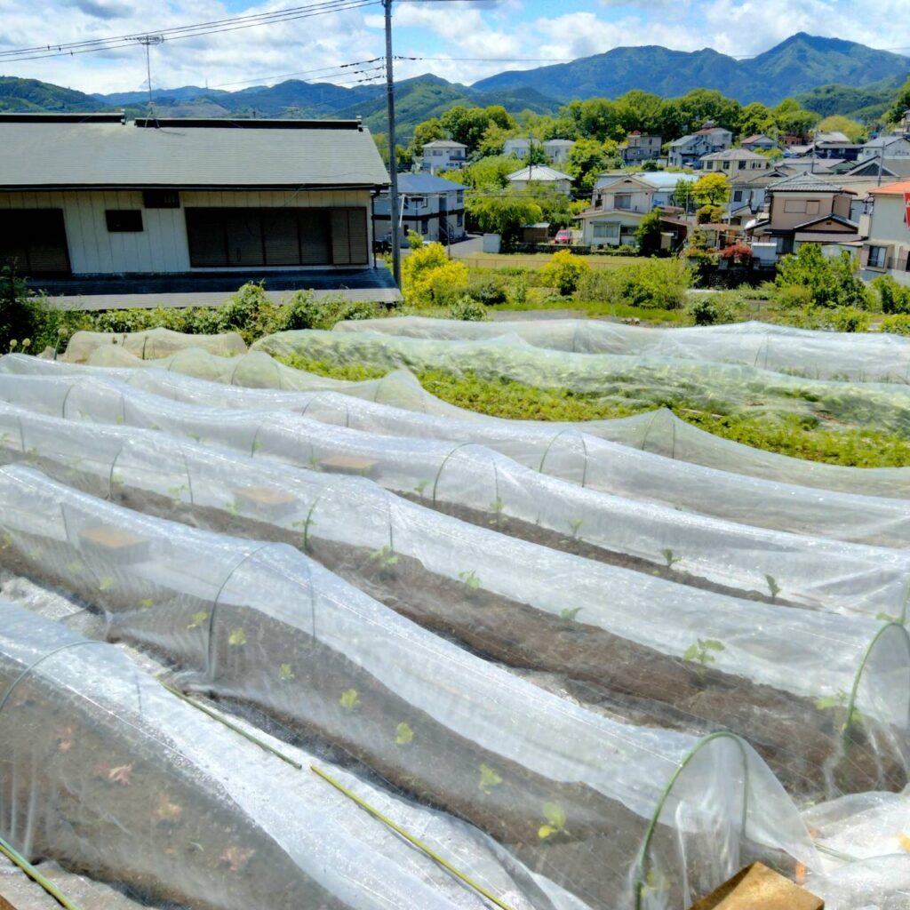 夏野菜の定植