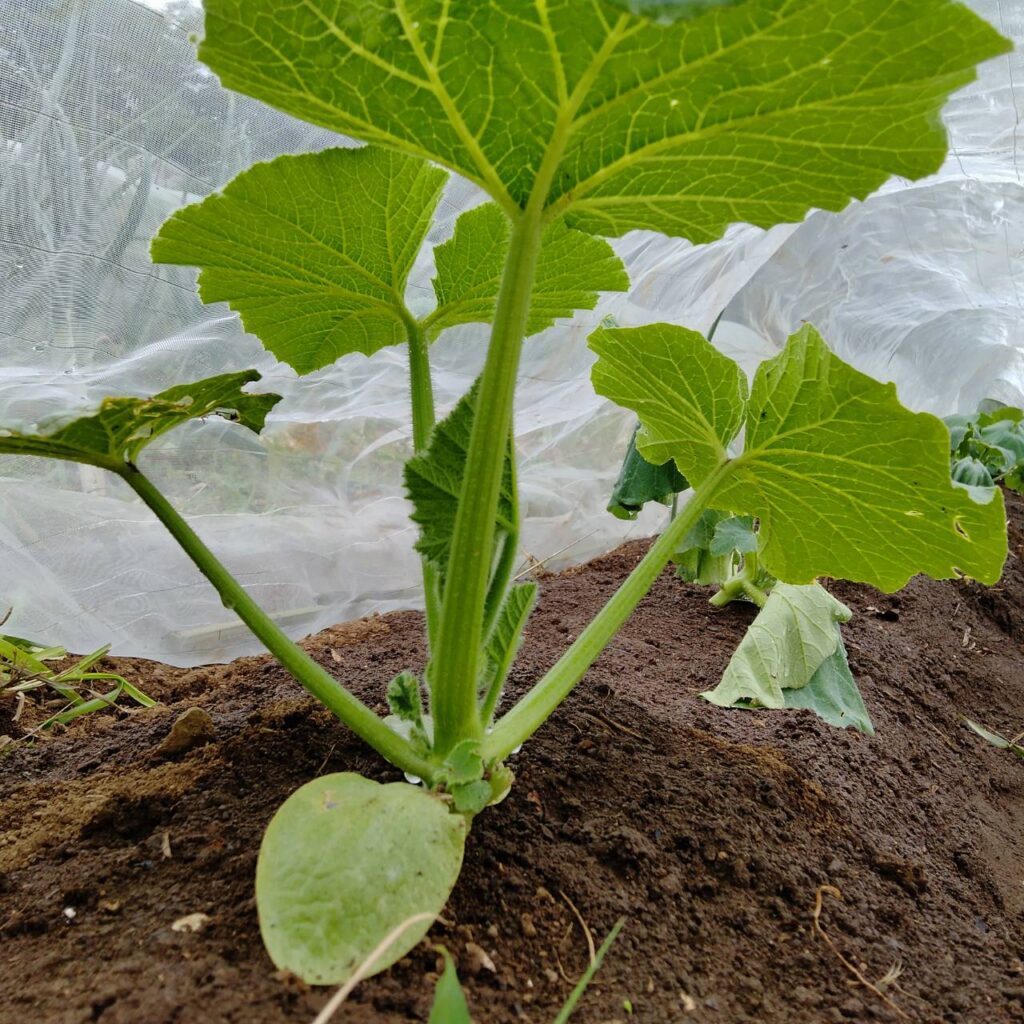 カボチャの苗の定植