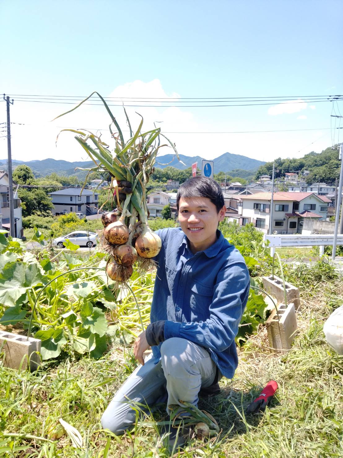 玉ねぎの収穫！